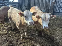 Lembu ternakan (lot, jantina tidak dinyatakan), Charolais cattle — foto 2