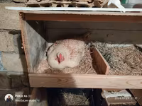 Chickens — عکس 1