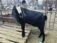 Ziegenbock, Nubian Goat — Foto 3