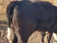 Lembu jantan, Simmental cattle — foto 2
