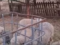 Biri-biri (lot, jantina tidak dinyatakan), Sheep — foto 7