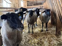 Sheep, Baerchuke sheep — photo 1