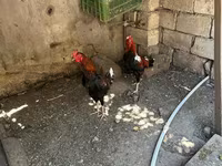 Chickens — photo 1
