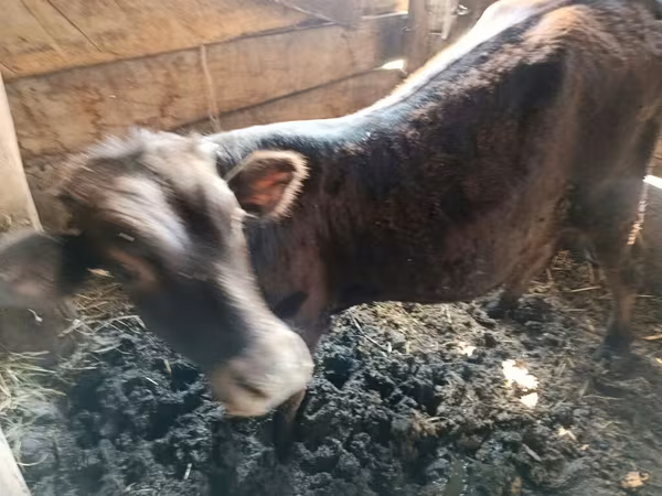 Bull, Cattle — Azerbaijan
