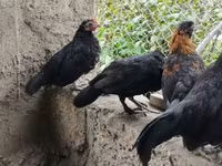 चेक गोल्ड ब्रिंडल्ड हेन — फ़ोटो 4
