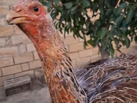 Guinea fowl — 사진 2