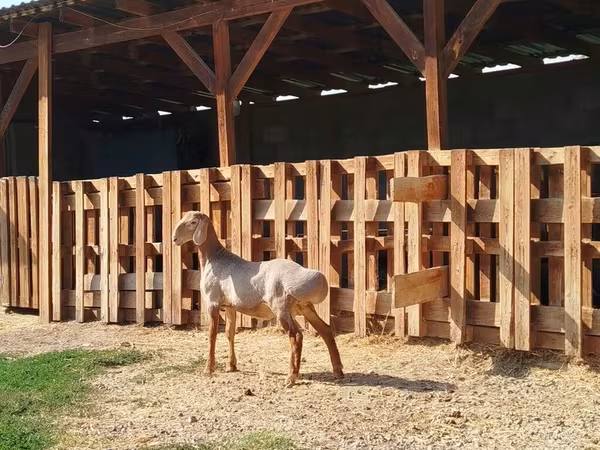 Beran, Edilbay sheep