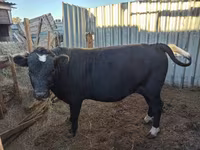 Mucca, Aberdeen Angus — foto 1