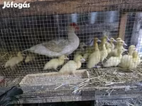 domaća muskovska patka — fotografija 2