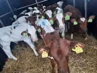 گاو نر, Simmental cattle — عکس 1