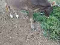 Sapi, Cattle — foto 1
