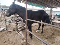 اسب نر, اسب — عکس 2