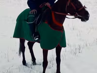 اسب نر, Kyrgyz Horse — عکس 3