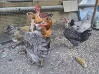Chickens — عکس 2