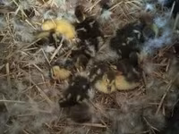 Ducks — foto 8