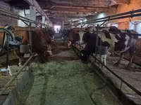 Krava, Holštýnské plemeno — foto 4