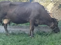 암소, Swiss cattle — 사진 5
