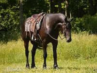 Hingst, Friesian — foto 4