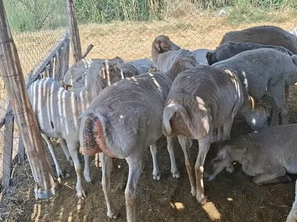 Модагӯсфанд, Гӯсфандон