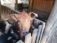 หมูป่าตัวผู้, Дюрок — รูปภาพ 5