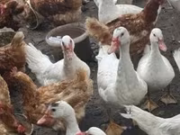 Ducks — الصورة 2