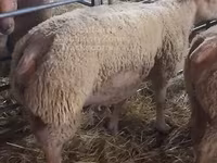 قوچ, Charollais sheep — عکس 1