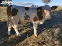گاو نر, نژاد خاکستری مجارستانی — عکس 1