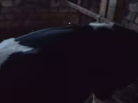 Bou, Russian Black pied cattle — foto 3