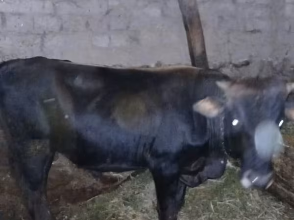 ላም, Wild yak