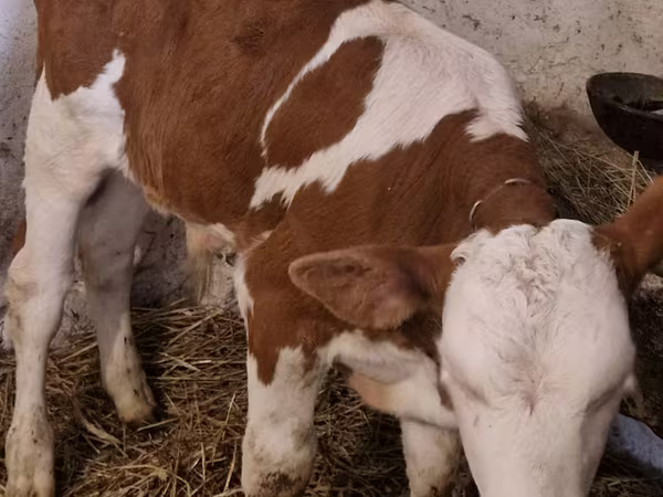 گاو نر, Simmental cattle