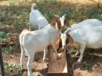 تيس, Boer goat — الصورة 8
