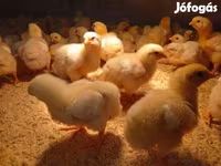 Chickens — foto 4