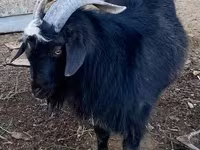Արու այծ, Alpine goat — լուսանկար 4