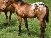 Stute, Appaloosa — Foto 1