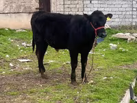 گاو و گوساله (گروه، جنسیت مشخص نشده), آبرادین-آنگوس — عکس 6