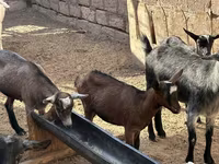 ፍየል, Saanen goat — ፎቶ 4
