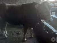 Bulle, Limousin-Kuh — Foto 5