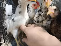 Chickens — photo 5