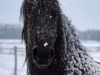 Асп, Friesian — акс 5