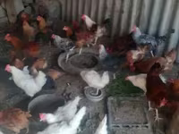 Chickens — foto 1