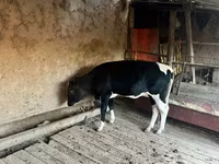 Krowa, Russian Black pied cattle — zdjęcie 2