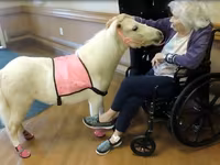Klisna, Miniature horse — foto 4
