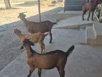 Ri’ dhaddig, Alpine goat — sawirka 3
