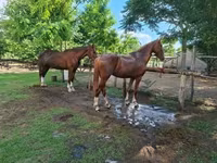 Iapă, Hungarian horse breed — foto 5