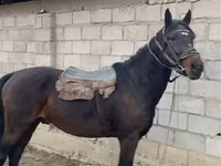 Kuda jantan, Horses — foto 1