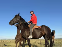 مادیان, Friesian — عکس 6