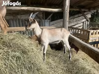 Kozioł, Saanen goat — zdjęcie 5