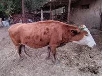 பசு, Latvian Blue cattle — புகைப்படம் 2