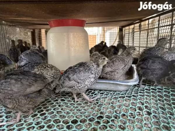 Quails