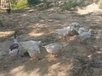 Geese — picha 1